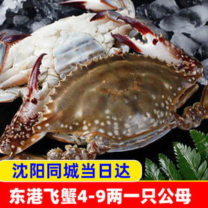辽宁丹东东港飞蟹梭子蟹青蟹3-7两公母两只同城海鲜大螃蟹个装新