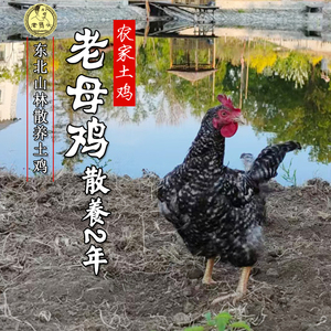【农家老母鸡】2年老母鸡东北正宗散养自养土鸡芦花笨鸡月子鸡