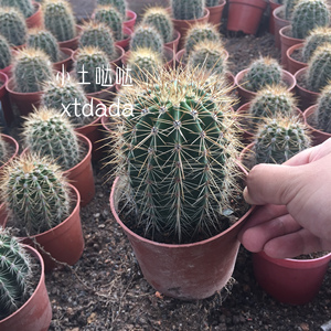 小土哒哒仙人球【巨人柱】落地稀有品种大棚种植大量小苗满39包邮