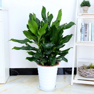 螺纹铁大富贵竹绿植室内盆栽净化空气吸收甲醇四季常青花卉 包邮