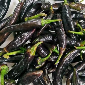 云南德宏新鲜时令黑辣椒 朝天黑辣子 农家自种香辣傣味阿昌族食材