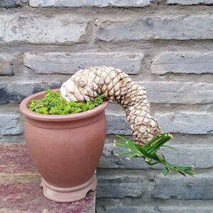 白鳞铁 正宗日本进口 铁树盆栽苏铁高杆细长白皮多头盆景鱼鳞铁