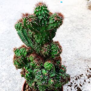 稀有紫云山影防辐射罗汉山影盆栽花卉云太湖绿植仙人掌山影锦