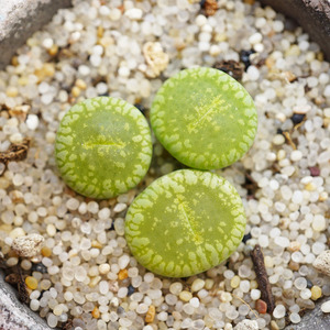 c48a绿光阳岛田绿流水日轮一物一拍一年生石花pp番杏屁屁多肉植物