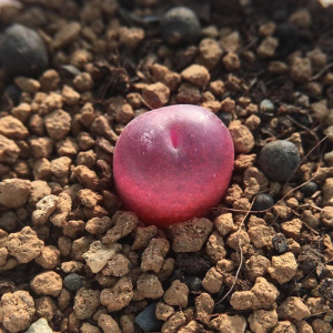 吕氏红宝石吕红吕毛两年多肉植物肉出没园艺番杏肉锥冬春红夏秋粉