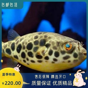精品包邮金钱狗头河豚潜水艇大型非洲活体4-5厘米凶猛观赏鱼宠物