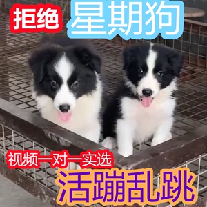 边牧幼犬活体边境牧羊犬黑白双色边牧金色边牧陨石边牧宠物狗幼崽