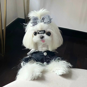 纯种马尔济斯幼犬白色公主犬马尔济斯犬活体家庭宠物狗狗犬舍出售