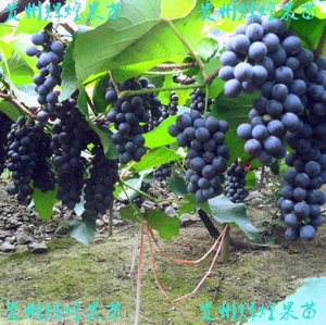 正宗刺葡萄苗高山葡萄紫秋二号葡萄树苗酿酒盆栽地栽南北方种包邮