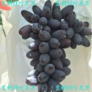 紫甜无核葡萄苗A17葡萄树苗 糖度20 硬脆香甜 耐寒耐热抗病产量高