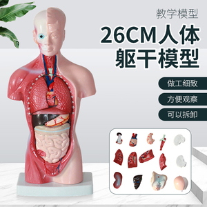 人体模型28CM躯干人体内脏心脏解剖模型医学教具骨骼儿童益智玩具