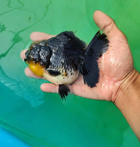 观赏金鱼鱼场直供兰寿元宝狮百褶泰狮【直播专享链接 请勿乱拍 】