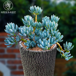 蓝松稀有蓝色多肉植物一物一拍菊科桩子群生盆栽向阳派花卉园艺