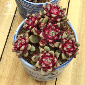 血斑血燕回声多肉植物奇特趣味胖一物一拍阳台窗台向阳派园艺