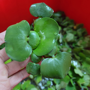 水葫芦水草植物造景 浮萍净化水质养龟缸养鱼缸用品 漂浮苗水芙蓉