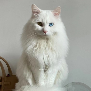 蓝眼狮子猫长毛猫异瞳鸳鸯眼狮子猫纯白橘色狸花纯黑狮子猫小猫咪