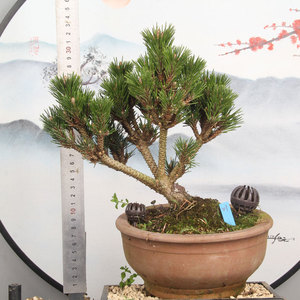 日本短针黑松千寿丸四年整大芽头嫁接千寿丸松树盆景正宗千寿丸