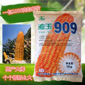 油玉909 杂交高产大棒超级玉米种子大田抗旱抗病虫抗倒伏抗高温
