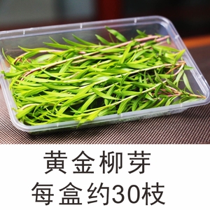 郑州黄金柳芽30枝/盒20g西餐厅酒店冷艺摆盘装饰柳条花草日料黄松