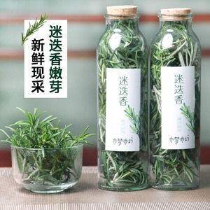 新鲜马鞭草酮迷迭香枝条薄荷叶清香木叶纯露牛排食用香料蛋糕装饰