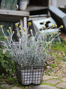花无缺的花园冰锥蜡菊多年生耐热耐寒银叶植物阳台庭院绿植盆栽苗
