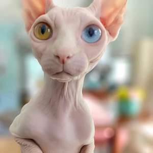 加拿大无毛猫幼猫比鲁斯斯芬克斯猫咪活体蓝皮白皮幼崽黑皮宠物猫