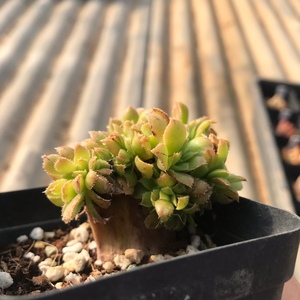 法师小叶香炉盘缀化莲花掌多肉植物萌肉精选一物一拍全店满69包邮