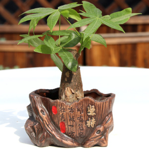 发财树小盆栽坚持大奋斗室内客厅红陶土培招财进宝仿古典陶瓷花盆