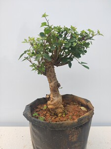 苦刺心三叶五加皮苗盆栽 簕菜苗新款野生农家菜阳台野菜