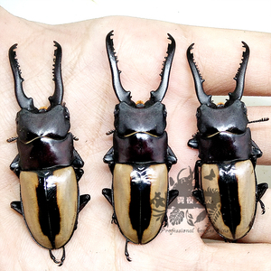 直颚侧纹锯锹形虫 成虫 pff锹甲对虫甲虫 雾夜之灵