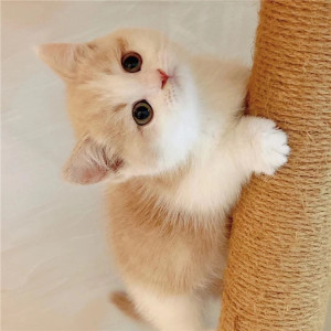 乳白短腿猫纯种曼基康矮脚猫宠物猫咪英国短毛猫黄白幼猫崽拿破仑