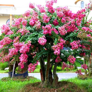 耐寒耐热天鹅绒紫薇树苗庭院种植盆栽风景树红火箭老桩花苗开花长