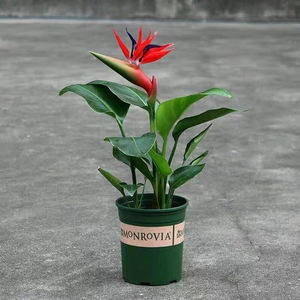 天堂鸟室内盆栽 桌面净化空气耐寒耐旱 喜阴四季常青观叶网红植物