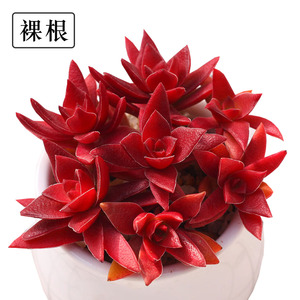 幸福家园多肉植物 火祭 红叶祭 火祭锦红色肉肉吊兰阳台绿植