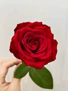 玫瑰红色厄瓜多尔自由女神鲜花节日送人商务爱意表达