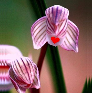 001人付款淘宝带花苞浓香兰花云南莲瓣兰大雪素绿植兰