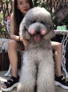 出售纯种赛级巨贵咖啡色巨型贵宾犬活体巧克力色大型泰迪保证健康