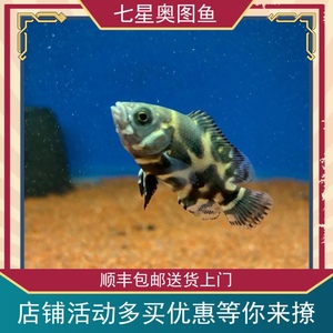 野生地图鱼七星奥图鱼活体观赏热带凶猛鱼大黄蜂地图野图鱼包邮