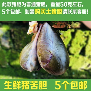 【5个包邮】生鲜猪苦胆猪胆汁 新鲜猪胆囊猪胆水 猪胆干胆水汁