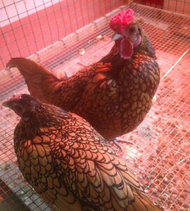 布莱德金纹观赏鸡种蛋黄红波兰鸡宠物可孵化受精种蛋 10枚包邮