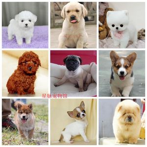 宠物狗幼犬出售比熊