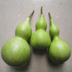 新鲜葫芦农家自种葫芦瓜蒲瓜田蒲酒酒葫芦瓜短瓠瓠瓜葫芦娃包邮