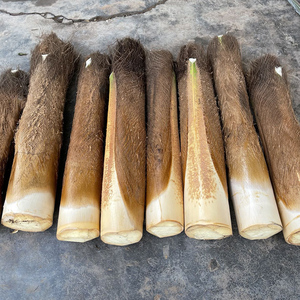 棕榈树嫩心现砍新鲜甜棕树心野棕树尖棕榈芯棕树头棕榈心棕榈树