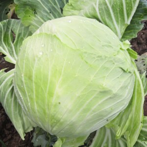 湖北新鲜包菜5斤现摘现发卷心菜 甘蓝 包菜 农家自种当季大白菜