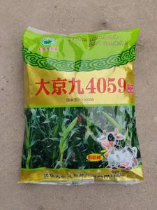青贮玉米大京九4059高产青储玉米种棒子苞米种籽专用种子
