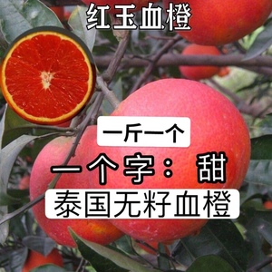 红心橙苗泰国血橙赣南脐橙嫁接果树当年结果盆栽耐寒南方北方种植