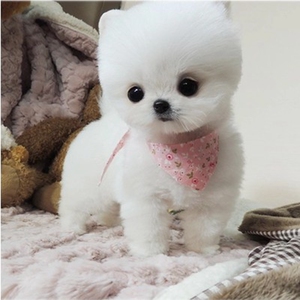 可爱长不大博美幼犬 茶杯杯子小型犬宠物小狗狗活体包纯种袖珍狗