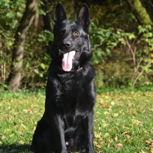 东德牧羊犬幼犬纯黑色东德牧羊犬活体纯种太极狼灰色的东德牧羊犬