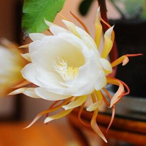 鱼骨令箭荷花 鱼骨昙花 叶子如鱼骨 开花好看带浓根15-20cm中大苗