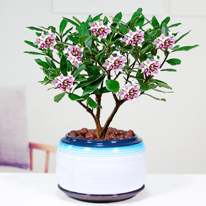 金边瑞香盆栽老桩浓香型花卉植物办公室内花提神冬季耐寒好养阳台